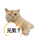 マンチスタンプ（個別スタンプ：15）