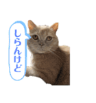 マンチスタンプ（個別スタンプ：16）