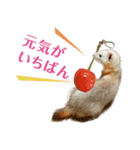 おやさいフェレット（個別スタンプ：4）