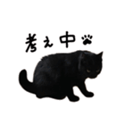 くろねこくりかのこ のびのび〜2（個別スタンプ：14）