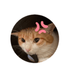ぷくみちゃん（個別スタンプ：3）