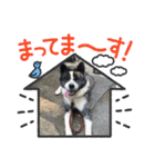 秋田犬の銀ちゃん2（個別スタンプ：20）