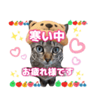 猫❤️冬スタンプ❤️キジトラ❤️ミケ❤️①（個別スタンプ：1）