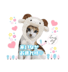 猫❤️冬スタンプ❤️キジトラ❤️ミケ❤️①（個別スタンプ：2）