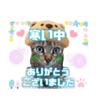 猫❤️冬スタンプ❤️キジトラ❤️ミケ❤️①（個別スタンプ：3）