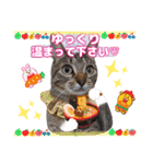猫❤️冬スタンプ❤️キジトラ❤️ミケ❤️①（個別スタンプ：6）