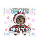 猫❤️冬スタンプ❤️キジトラ❤️ミケ❤️①（個別スタンプ：7）
