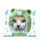 猫❤️冬スタンプ❤️キジトラ❤️ミケ❤️①（個別スタンプ：9）