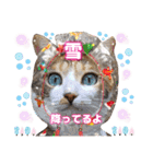 猫❤️冬スタンプ❤️キジトラ❤️ミケ❤️①（個別スタンプ：10）