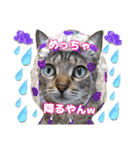 猫❤️冬スタンプ❤️キジトラ❤️ミケ❤️①（個別スタンプ：11）