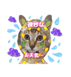 猫❤️冬スタンプ❤️キジトラ❤️ミケ❤️①（個別スタンプ：12）