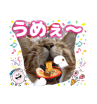 猫❤️冬スタンプ❤️キジトラ❤️ミケ❤️①（個別スタンプ：14）