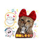 猫❤️冬スタンプ❤️キジトラ❤️ミケ❤️①（個別スタンプ：16）