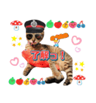 猫❤️冬スタンプ❤️キジトラ❤️ミケ❤️①（個別スタンプ：21）