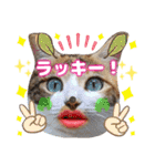 猫❤️冬スタンプ❤️キジトラ❤️ミケ❤️①（個別スタンプ：23）