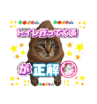 猫❤️冬スタンプ❤️キジトラ❤️ミケ❤️①（個別スタンプ：26）
