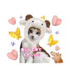 猫❤️冬スタンプ❤️キジトラ❤️ミケ❤️①（個別スタンプ：27）