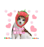 猫❤️冬スタンプ❤️キジトラ❤️ミケ❤️①（個別スタンプ：28）