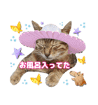 猫❤️冬スタンプ❤️キジトラ❤️ミケ❤️①（個別スタンプ：29）