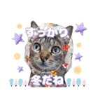 猫❤️冬スタンプ❤️キジトラ❤️ミケ❤️①（個別スタンプ：31）