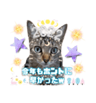 猫❤️冬スタンプ❤️キジトラ❤️ミケ❤️①（個別スタンプ：32）