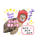 猫❤️冬スタンプ❤️キジトラ❤️ミケ❤️①（個別スタンプ：33）