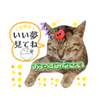 猫❤️冬スタンプ❤️キジトラ❤️ミケ❤️①（個別スタンプ：34）