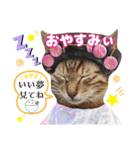 猫❤️冬スタンプ❤️キジトラ❤️ミケ❤️①（個別スタンプ：35）