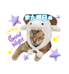 猫❤️冬スタンプ❤️キジトラ❤️ミケ❤️①（個別スタンプ：36）