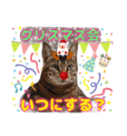 猫❤️冬スタンプ❤️キジトラ❤️ミケ❤️①（個別スタンプ：37）