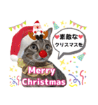 猫❤️冬スタンプ❤️キジトラ❤️ミケ❤️①（個別スタンプ：38）