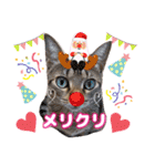 猫❤️冬スタンプ❤️キジトラ❤️ミケ❤️①（個別スタンプ：39）
