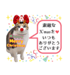 猫❤️冬スタンプ❤️キジトラ❤️ミケ❤️①（個別スタンプ：40）
