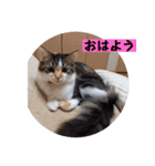 くりんちゃんスタンプ（個別スタンプ：1）