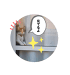 くりんちゃんスタンプ（個別スタンプ：3）