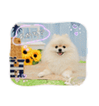 pomeranian kaito3（個別スタンプ：1）
