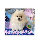 pomeranian kaito3（個別スタンプ：2）
