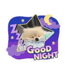pomeranian kaito3（個別スタンプ：4）