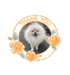 pomeranian kaito3（個別スタンプ：5）