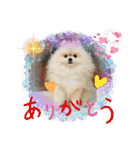 pomeranian kaito3（個別スタンプ：6）