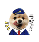 pomeranian kaito3（個別スタンプ：7）