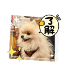 pomeranian kaito3（個別スタンプ：8）