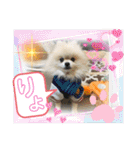 pomeranian kaito3（個別スタンプ：9）