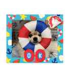 pomeranian kaito3（個別スタンプ：10）