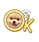 pomeranian kaito3（個別スタンプ：11）