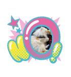 pomeranian kaito3（個別スタンプ：12）