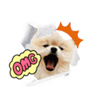 pomeranian kaito3（個別スタンプ：14）