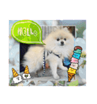 pomeranian kaito3（個別スタンプ：15）