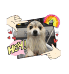 pomeranian kaito3（個別スタンプ：16）