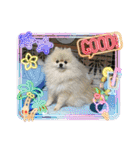 pomeranian kaito3（個別スタンプ：17）